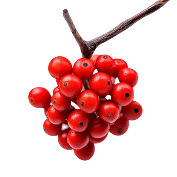 Fresh bunch of buffaloberries isolated on transparent background png