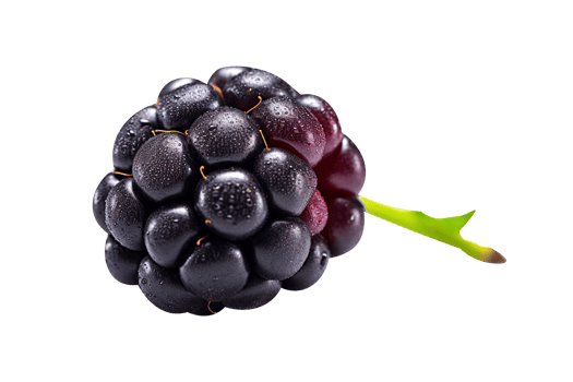 Fresh blackberry isolated on transparent background png