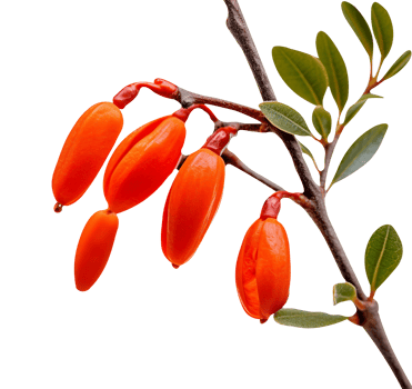 Fresh barberries isolated on transparent background png