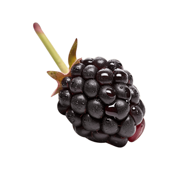 Fresh blackberry isolated on transparent background png