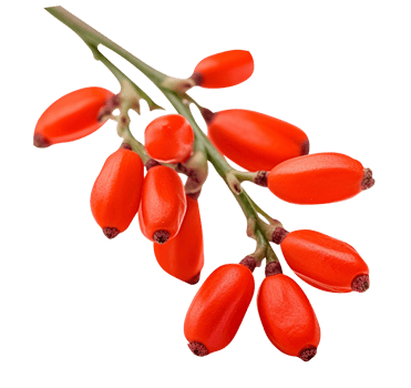 Fresh barberries isolated on transparent background png