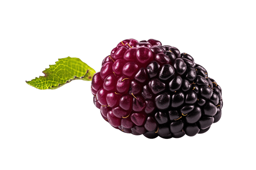 Fresh blackberry isolated on transparent background png