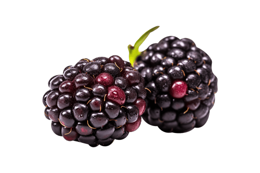 Fresh blackberry isolated on transparent background png