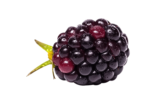 Fresh blackberry isolated on transparent background png