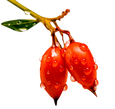 Fresh barberries isolated on transparent background png
