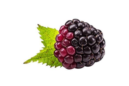 Fresh blackberry isolated on transparent background png