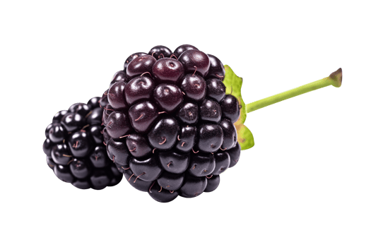 Fresh blackberry isolated on transparent background png