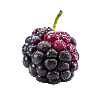 Fresh blackberry isolated on transparent background png