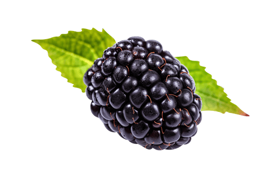 Fresh blackberry isolated on transparent background png