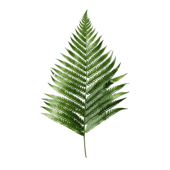 Fern Leaf isolated on background with png