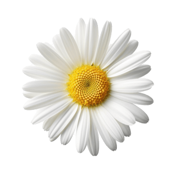 Daisy flower isolated on background with png