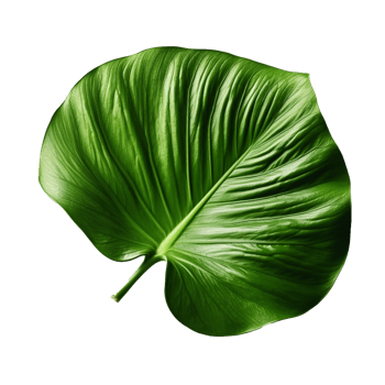 Monstera Leaf isolated on background with png