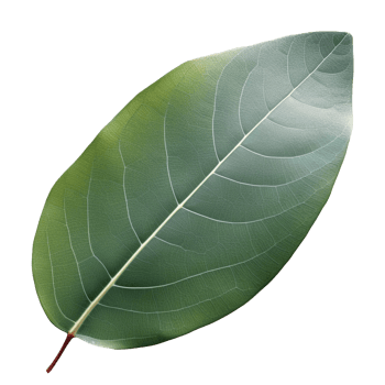 Eucalyptus Leaf isolated on background with png