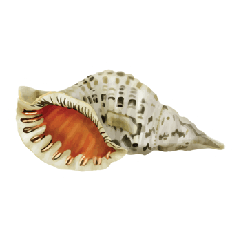 sea life watercolor sticker collection png