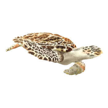sea life watercolor sticker collection png