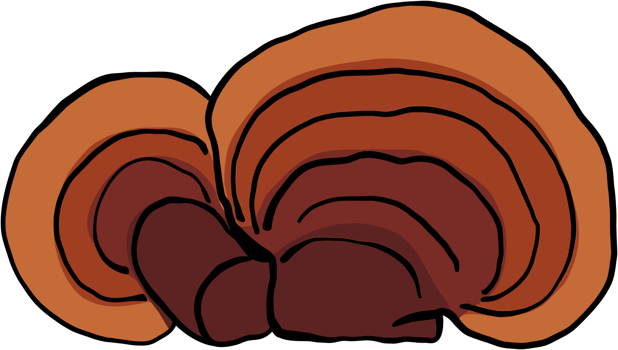 reishi mushroom freehand drawing. png