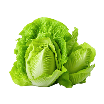 Green lettuce isolated. Illustration png