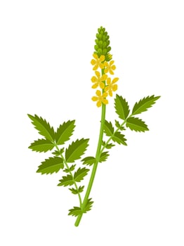 Vector illustration, Agrimony or agrimonia eupatoria, isolated on white background.