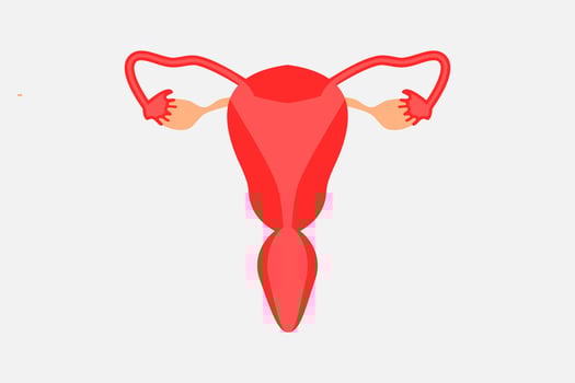illustration or picture of the uterus vector