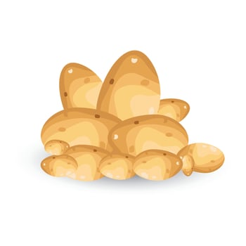 pile of harvested potatoes vector illustration on a white background