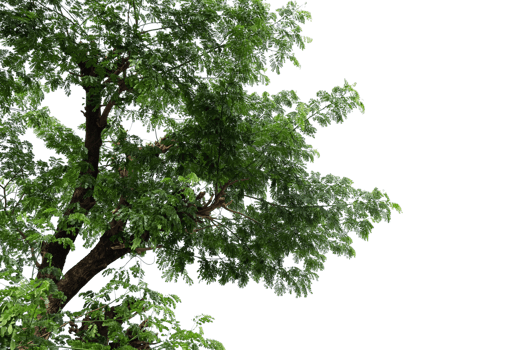 leaves plant cut out background png
