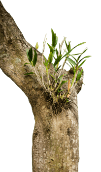 orchid flowers on tree trunks isolated png