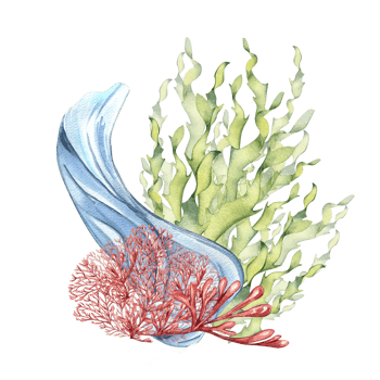 Sea plants and water splash watercolor illustration. Pink agar agar seaweed, laminaria hand drawn. Design element for package, label, wrapping, marine collection. png