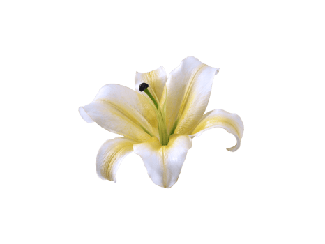 flower, transparent background png