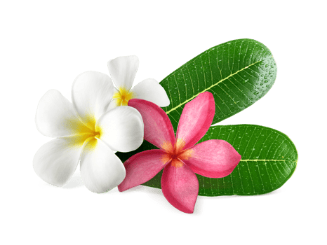 Frangipani flowers with leaves transparent background png