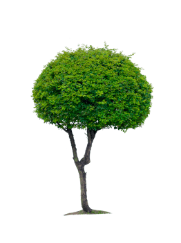 tree, transparent background png