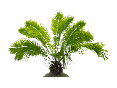 tree, transparent background png