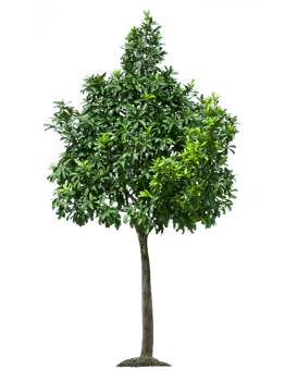 tree, transparent background png
