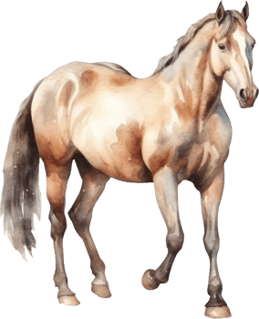Horse Watercolor Illustration. png
