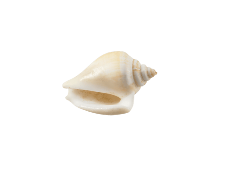 Empty seashell, transparent background png
