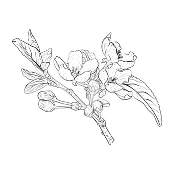 Vector illustration of blooming branch of cherry, sakura, apple, plum, wild cherry plum, bird cherry. Realistic black outline of abundant flowering, bud, leaves, graphic drawing. For postcard, sticker