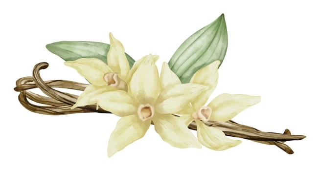 Vanilla Flower with Sticks and green leaves. Watercolor hand drawn illustration of yellow orchid Flower and pods on white isolated background. Drawing of ingredient for cooking spice or aroma oils vector