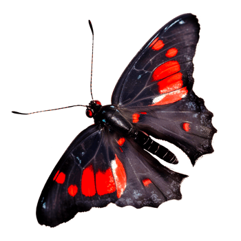 Beautiful butterfly isolated.Atrophaneura pandiyana.Moth.red black butterfly. AI generation png
