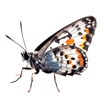 Beautiful butterfly isolated.Callimorpha quadripunctaria.Moth.Green butterfly. AI generation png