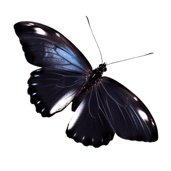 Beautiful butterfly isolated.Atrophaneura pandiyana.Moth.red black butterfly. AI generation png