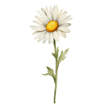 watercolor daisy, aesthetic png