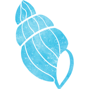 watercolor drawing shells png