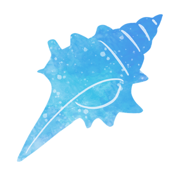 watercolor drawing shells png