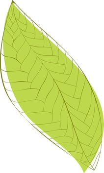 Illustration of green textured leaf. vector