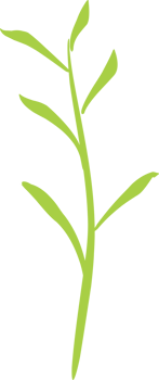 Green tea leaf png