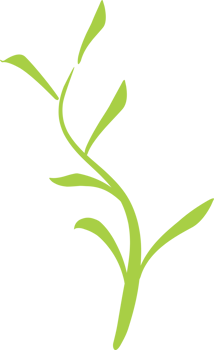 Green tea leaf png
