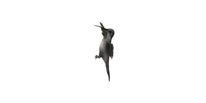 Humming Bird isolated on a Transparent Background png