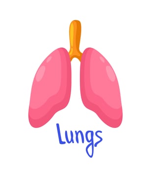 Lungs. Vector bright isolated illustration with lettering.