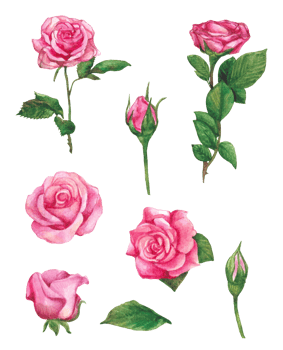 Watercolor rose flower, beautiful blossom elements png