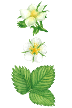 Beautiful watercolor illustration of strawberry leaves and flowers png