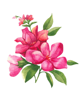 Watercolor bunch of flowers, Hand drawn floral element, beautiful blossom png